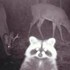 weaselwords thumbnail