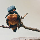 laimamori thumbnail