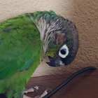 gcheekenergy thumbnail