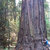 redwoodtree thumbnail