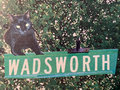 Wadsworth image