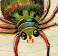 Albert The Spider image