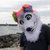 blaze_shepsky thumbnail