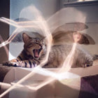 The Way The Tigers Do thumbnail