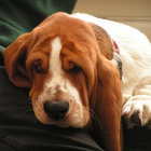 hudsonhound thumbnail