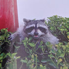 SRCR thumbnail