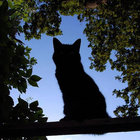 catpawscafe thumbnail
