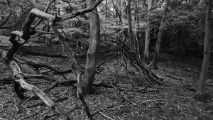 Music | BORLEY