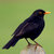 i-am-blackbird thumbnail