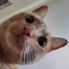 dang_dingus thumbnail