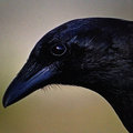 The Raven Club image
