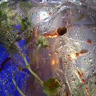 todd luffa thumbnail