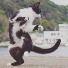 mariano_von_trani thumbnail