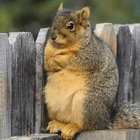 civilsquirrel thumbnail