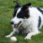 maddydog thumbnail