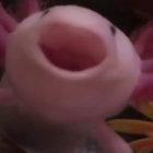 gluefrog thumbnail