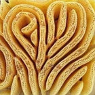 julius fidibuus thumbnail