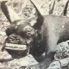 horriblehodag thumbnail