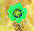 Anemonus image