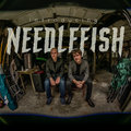Needlefish image