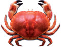 Aggro Crab image