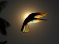 Hummingbird Sacred Sound image