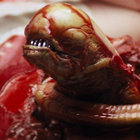 paxhamburgana thumbnail