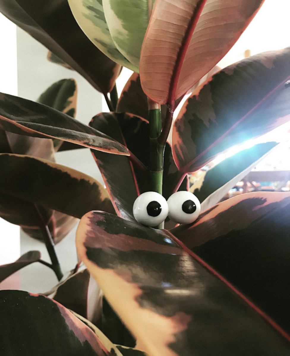 Googly eyes - eyeball jewellery for your plants, the music and plant
