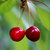 red_cherry thumbnail