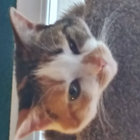 williamham thumbnail