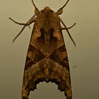 dmac1001 thumbnail