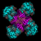 helicase75 thumbnail