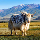 afroyak thumbnail