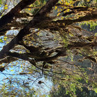 winterherz_waldgefluester thumbnail