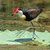 jacana thumbnail