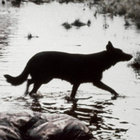 mwyalchen thumbnail