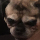 monkey_man15 thumbnail