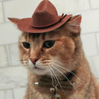 detectivesocks thumbnail