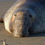 TheElephantSeal thumbnail
