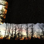 Summer & Cedar thumbnail