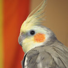 pleasantgoose thumbnail