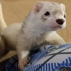 Renpit thumbnail