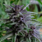 dubminer thumbnail