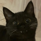 Kitty Kisses thumbnail