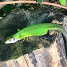 kate_lizzard thumbnail