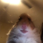 RuloHarmful thumbnail