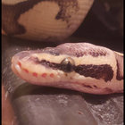 Adam W thumbnail