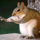 monkeyjocks thumbnail