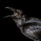 The Socialist Birder thumbnail