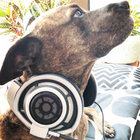 schaaaab thumbnail